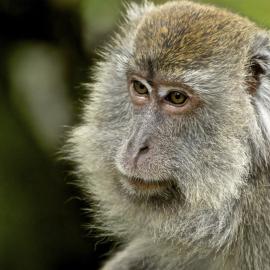 Old Man of the Forest